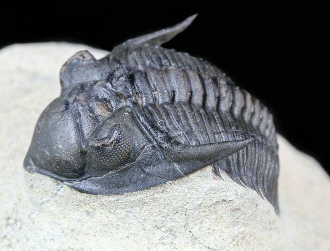 Metacanthina (Asteropyge) Trilobite - Great Detail #56547